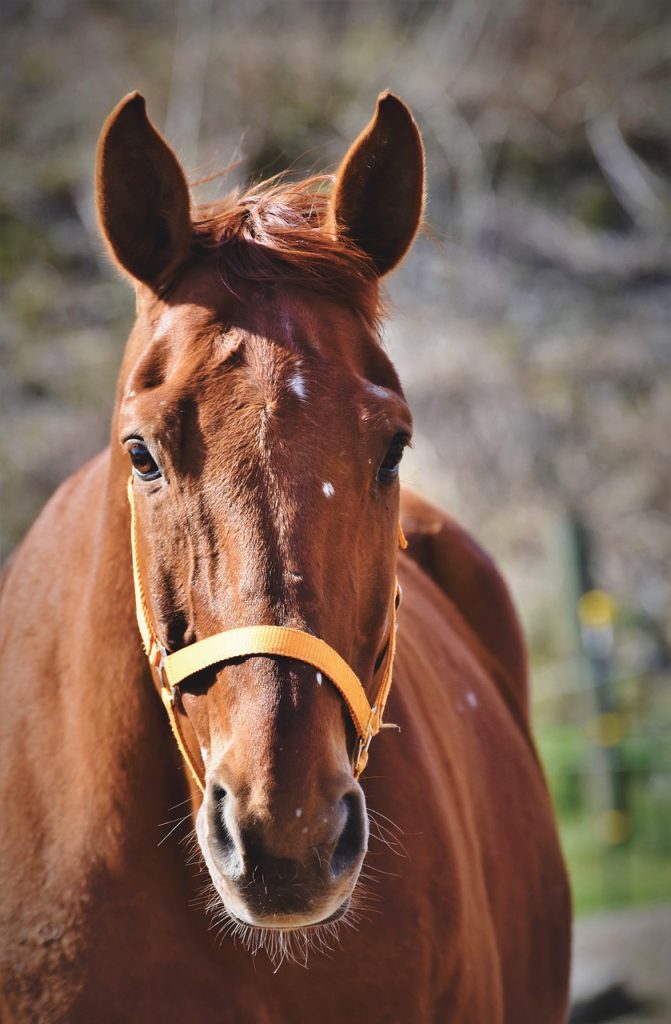 naturapole-cheval-oeil