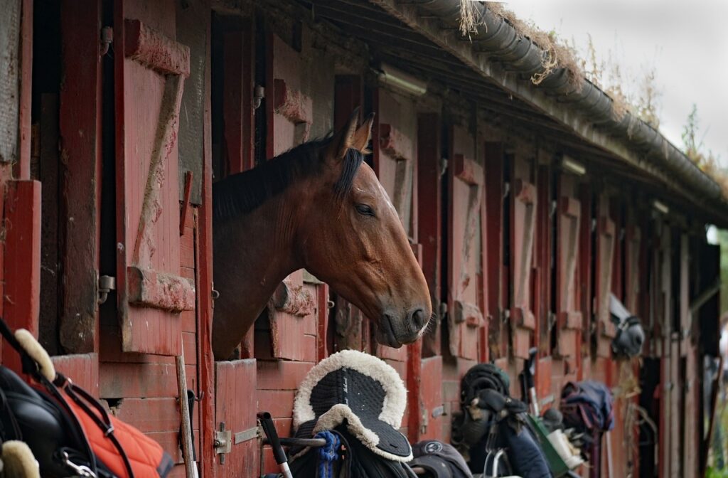 naturapole-pension-equine