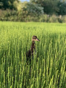 IMG_2647