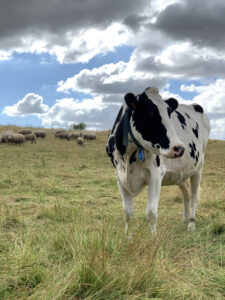 IMG_8840-vache-pature